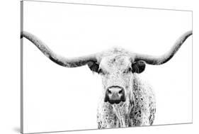 Longhorn Gaze-null-Stretched Canvas