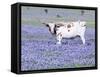 Longhorn Grazing on Bluebonnets, Midlothian, Texas-Pat Sullivan-Framed Stretched Canvas