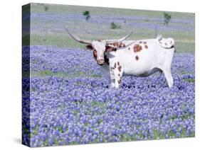 Longhorn Grazing on Bluebonnets, Midlothian, Texas-Pat Sullivan-Stretched Canvas