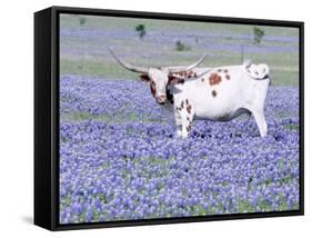 Longhorn Grazing on Bluebonnets, Midlothian, Texas-Pat Sullivan-Framed Stretched Canvas