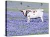 Longhorn Grazing on Bluebonnets, Midlothian, Texas-Pat Sullivan-Stretched Canvas