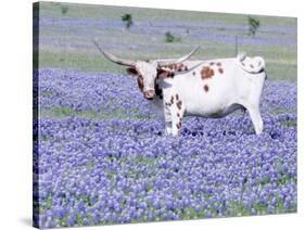 Longhorn Grazing on Bluebonnets, Midlothian, Texas-Pat Sullivan-Stretched Canvas