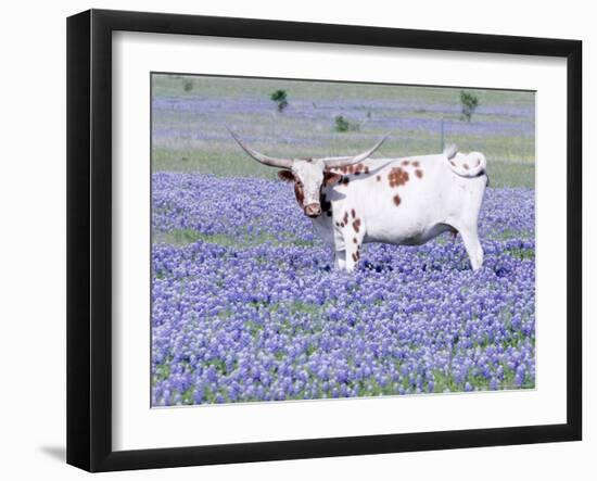 Longhorn Grazing on Bluebonnets, Midlothian, Texas-Pat Sullivan-Framed Premium Photographic Print