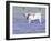 Longhorn Grazing on Bluebonnets, Midlothian, Texas-Pat Sullivan-Framed Premium Photographic Print