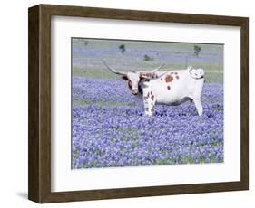 Longhorn Grazing on Bluebonnets, Midlothian, Texas-Pat Sullivan-Framed Premium Photographic Print