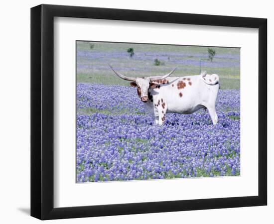 Longhorn Grazing on Bluebonnets, Midlothian, Texas-Pat Sullivan-Framed Premium Photographic Print