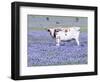 Longhorn Grazing on Bluebonnets, Midlothian, Texas-Pat Sullivan-Framed Premium Photographic Print