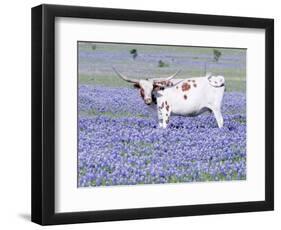 Longhorn Grazing on Bluebonnets, Midlothian, Texas-Pat Sullivan-Framed Premium Photographic Print