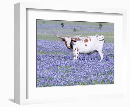 Longhorn Grazing on Bluebonnets, Midlothian, Texas-Pat Sullivan-Framed Premium Photographic Print