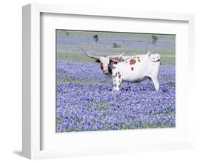 Longhorn Grazing on Bluebonnets, Midlothian, Texas-Pat Sullivan-Framed Premium Photographic Print