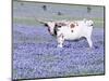 Longhorn Grazing on Bluebonnets, Midlothian, Texas-Pat Sullivan-Mounted Premium Photographic Print