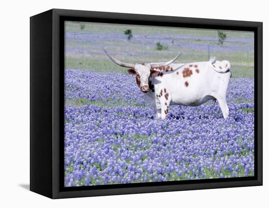 Longhorn Grazing on Bluebonnets, Midlothian, Texas-Pat Sullivan-Framed Stretched Canvas