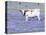 Longhorn Grazing on Bluebonnets, Midlothian, Texas-Pat Sullivan-Stretched Canvas