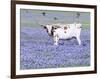 Longhorn Grazing on Bluebonnets, Midlothian, Texas-Pat Sullivan-Framed Photographic Print