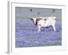 Longhorn Grazing on Bluebonnets, Midlothian, Texas-Pat Sullivan-Framed Photographic Print