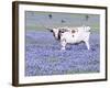 Longhorn Grazing on Bluebonnets, Midlothian, Texas-Pat Sullivan-Framed Photographic Print