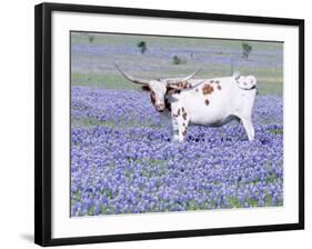 Longhorn Grazing on Bluebonnets, Midlothian, Texas-Pat Sullivan-Framed Photographic Print