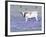 Longhorn Grazing on Bluebonnets, Midlothian, Texas-Pat Sullivan-Framed Photographic Print