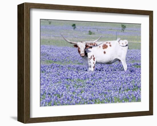 Longhorn Grazing on Bluebonnets, Midlothian, Texas-Pat Sullivan-Framed Photographic Print