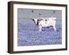 Longhorn Grazing on Bluebonnets, Midlothian, Texas-Pat Sullivan-Framed Photographic Print