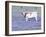 Longhorn Grazing on Bluebonnets, Midlothian, Texas-Pat Sullivan-Framed Photographic Print