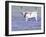 Longhorn Grazing on Bluebonnets, Midlothian, Texas-Pat Sullivan-Framed Photographic Print