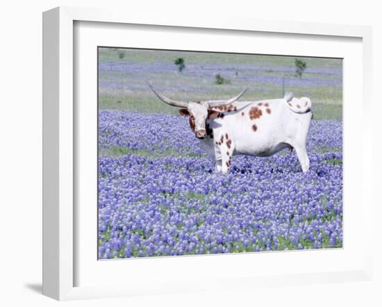 Longhorn Grazing on Bluebonnets, Midlothian, Texas-Pat Sullivan-Framed Photographic Print