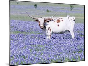 Longhorn Grazing on Bluebonnets, Midlothian, Texas-Pat Sullivan-Mounted Photographic Print