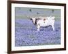 Longhorn Grazing on Bluebonnets, Midlothian, Texas-Pat Sullivan-Framed Photographic Print