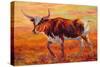 Longhorn Heifer-Marion Rose-Stretched Canvas