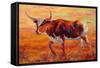 Longhorn Heifer-Marion Rose-Framed Stretched Canvas