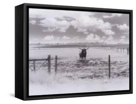 Longhorn Steer, CO-Chris Rogers-Framed Stretched Canvas