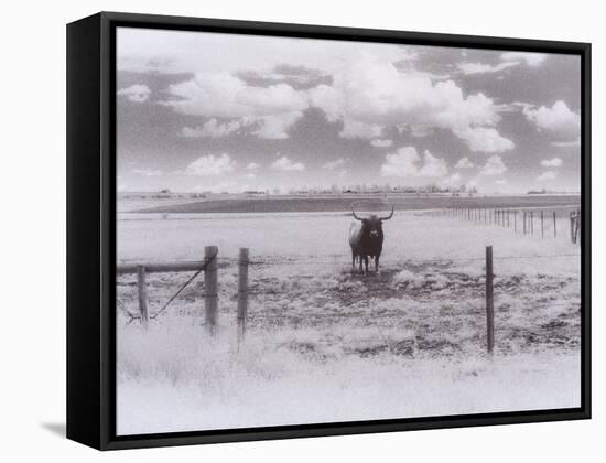 Longhorn Steer, CO-Chris Rogers-Framed Stretched Canvas
