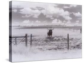 Longhorn Steer, CO-Chris Rogers-Stretched Canvas