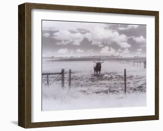 Longhorn Steer, CO-Chris Rogers-Framed Premium Photographic Print