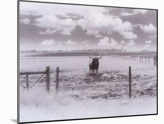 Longhorn Steer, CO-Chris Rogers-Mounted Premium Photographic Print
