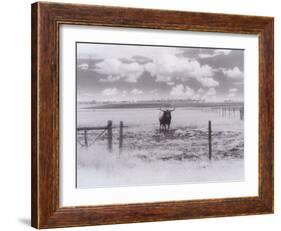 Longhorn Steer, CO-Chris Rogers-Framed Photographic Print