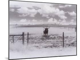 Longhorn Steer, CO-Chris Rogers-Mounted Photographic Print