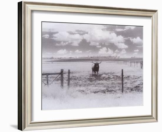 Longhorn Steer, CO-Chris Rogers-Framed Photographic Print