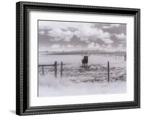 Longhorn Steer, CO-Chris Rogers-Framed Photographic Print