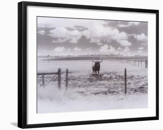 Longhorn Steer, CO-Chris Rogers-Framed Photographic Print