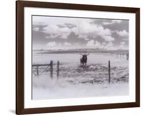 Longhorn Steer, CO-Chris Rogers-Framed Photographic Print