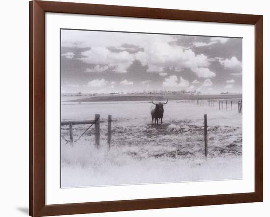 Longhorn Steer, CO-Chris Rogers-Framed Photographic Print