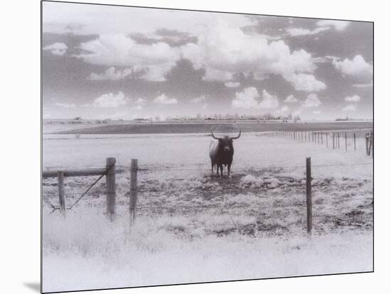 Longhorn Steer, CO-Chris Rogers-Mounted Photographic Print