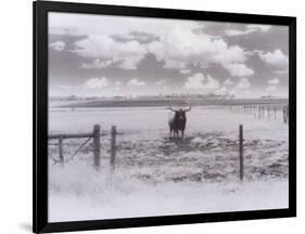 Longhorn Steer, CO-Chris Rogers-Framed Photographic Print