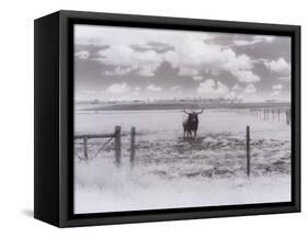 Longhorn Steer, CO-Chris Rogers-Framed Stretched Canvas