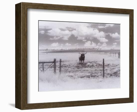 Longhorn Steer, CO-Chris Rogers-Framed Photographic Print