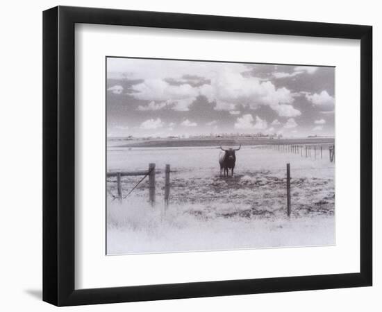 Longhorn Steer, CO-Chris Rogers-Framed Photographic Print