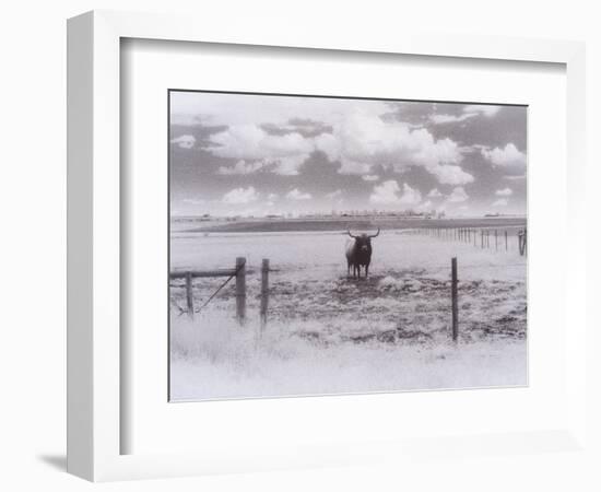 Longhorn Steer, CO-Chris Rogers-Framed Photographic Print