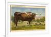 Longhorn Steer, Rockdale, Texas-null-Framed Art Print